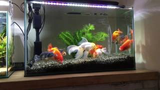 金魚 らんちゅう過密水槽 60cm水槽に9匹 Overcrowded Ranchu Goldfish Tank Youtube