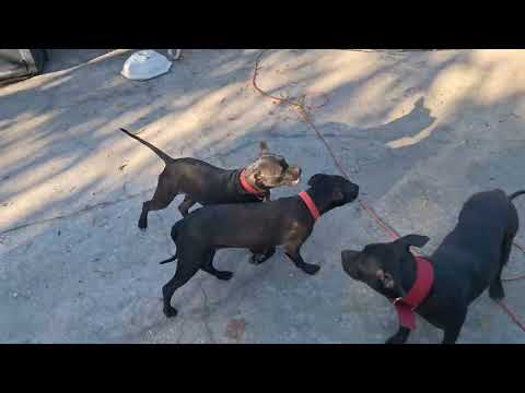 Eliblood Kennels presents....Another Day with the A.P.B.T!  2/17/24