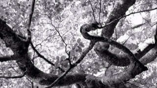 Video thumbnail of "Roberto Dalla Vecchia "Whispering Grove""