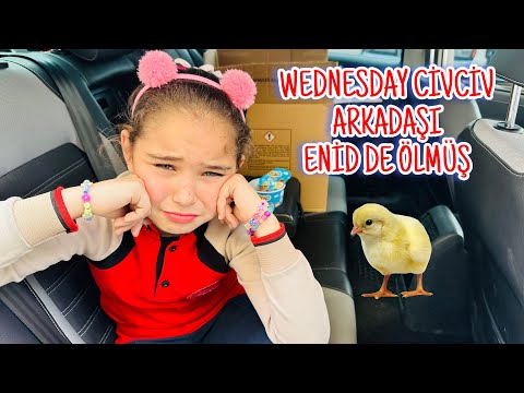 WEDNESDAY CİVCİVİN ARKADAŞI ENİD ÖLDÜ !! ELİF SİNEMİN HABERİ YOK !!