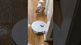 One Smart Vac Does It All - ECOVACS DEBOT T20 OMNI