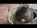 Tragischer Unfall im Amselnest - 2 Küken starben! Tragical accident in blackbirds nest, 2 chicks die