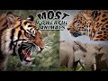 5 Most Powerful Animals In The World/ زمین پر سب سے زیادہ طاقتور جانور