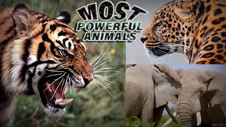 5 Most Powerful Animals In The World/ زمین پر سب سے زیادہ طاقتور جانور