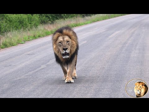 Meet The Father Of The Ngotso Lion Pride's Five Sub-adult Males