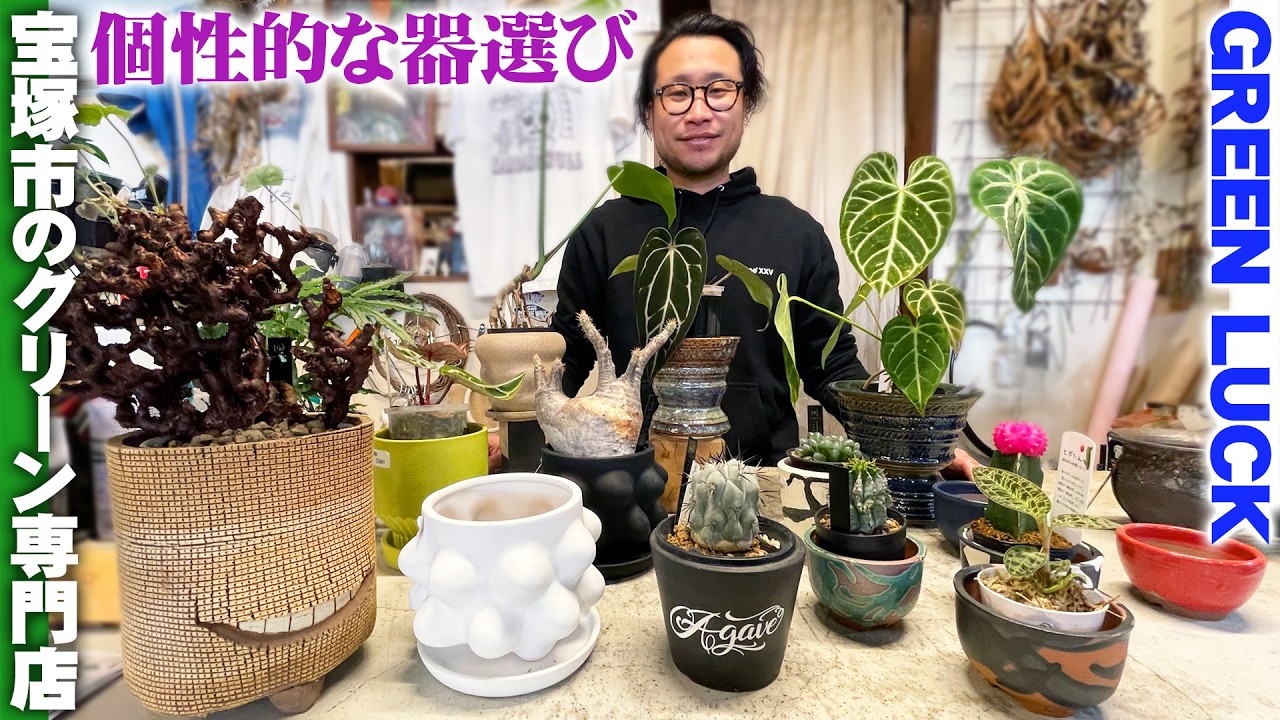 観葉植物専門店グリーンラック】サボテン、塊根植物、観葉植物に合う器