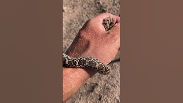 Gopher snake. Smallest one I’ve found. It took a minute, but I got it out of my shirt. LoL