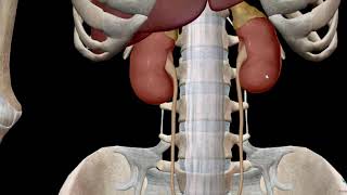 Anatomía de los riñones