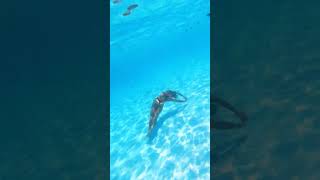 Girl Underwater Swimming In Red Bikini - Twirling Around