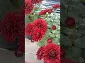 Red Chrysanthemums Blooms Crysanthemum Shorts Iloveplants Red Chrysanthemums Blooms Crysanthemum Shorts Iloveplants