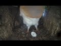 Barn Owl&#39;s Only Egg Cracks | Gyflie &amp; Dryer | Robert E Fuller