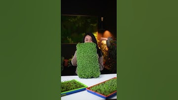 Grow a Tray of Microgreens in Six Days | Bootstrap Farmer