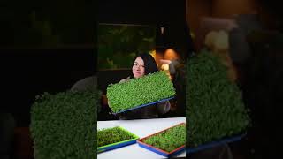 Grow a Tray of Microgreens in Six Days | Bootstrap Farmer