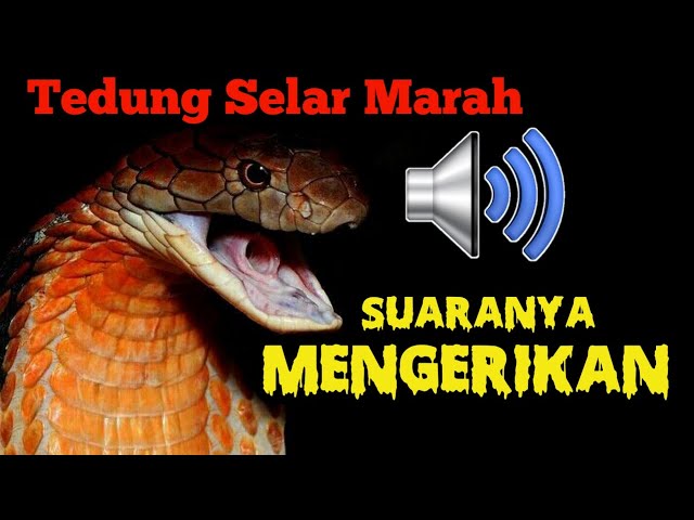 Yotoqxonadagi hojatxona Nastya Kochetkovaning yalangoch fotosurati