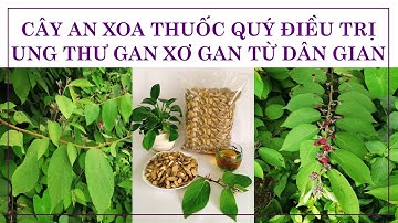 CÂY AN XOA THUỐC QUÝ ĐIỀU TRỊ UNG THƯ GAN XƠ GAN TỪ DÂN GIAN