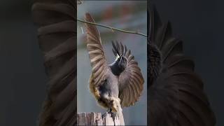 Radhe Radhe Bol Mana Tan Ka Kya Pata // Totally Surrender // Viral Bird //
