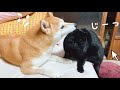 猫なりに気を使っているようだ Peeping Tom Cat