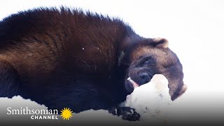 Attacking a Male, Mother Wolverine Mistakes Mate for Intruder 💥 Smithsonian Channel