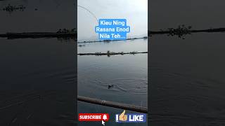 Kieu Ning Rasana Enod Nila Badot Teh... #fishing #mancingcirata #mancingmania #shorts