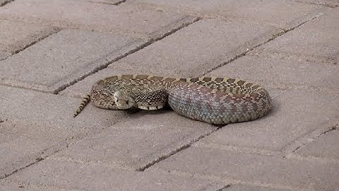 Sonoran Gopher snakes including one that climbs a tree 05162020