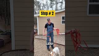 How To Fix Your Puppy From Pulling On The Leash Fast #dogtraining #puppytraining#dogtrainer