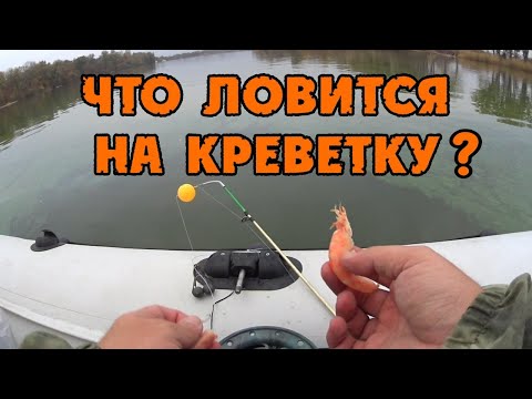 ЧТО ЛОВИТСЯ НА КРЕВЕТКУ В ДОНУ!ТАКОГО РЕЗУЛЬТАТА Я НЕ ОЖИДАЛ!