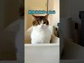 大事なことを話す時はTPOを考えましょう😹😭 #猫のいる暮らし #ねこ動画 #ねこ部 #猫好きさんと繋がりたい #ねこ #shorts