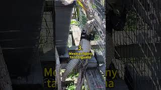 5 Cool Mexican Animals Crazy Facts Amazing Facts Cute Animal Facts