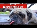 Funniest Pet Reactions  amp  Bloopers of December 2016 Week 1   Funny Pet Videos