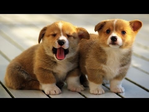 Video: Pozitívne posilnenie tréningu pre psov