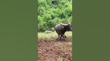 hai con trâu cà cọc gần nhau #trâu cà cổ cong cặp sừng dài