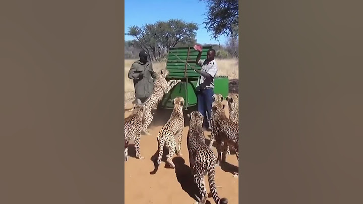 #feeding to cheetahs 🔥|#cheetahs catches it's food🔥