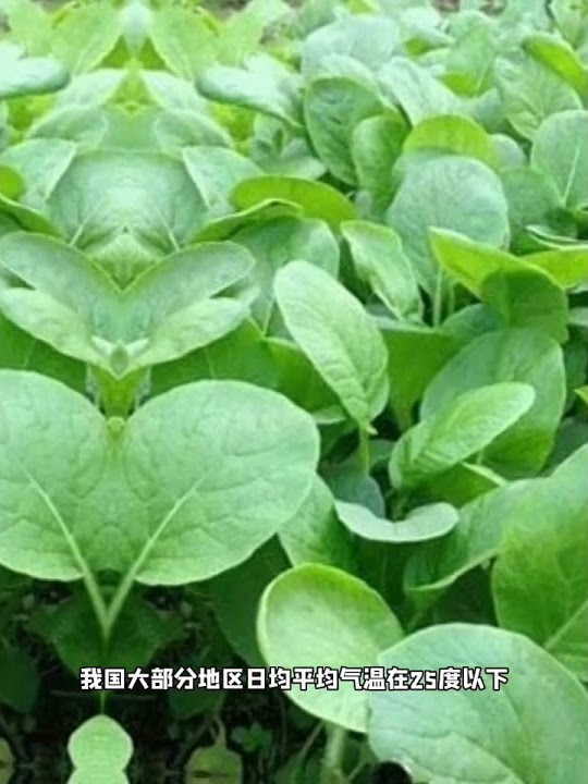 家庭菜园有机种植 法国bioatable 365 Youtube