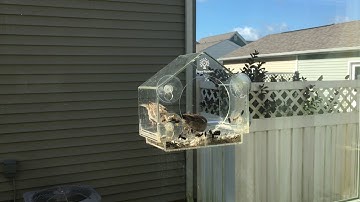 Nature Anywhere Bird Feeder