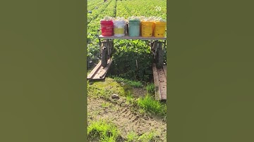 ide cerdas kreatif membuat alat pengangkut panen buah supaya cepat dan mudah #shorts