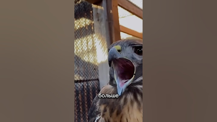 Тест на смелость  от птиц #шортс