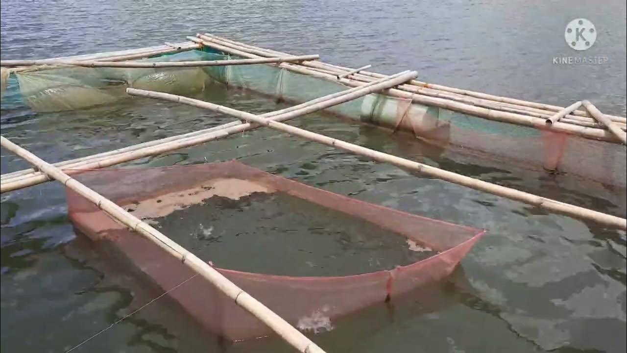 JIGGER VILLACORTA & THESSALONICA FARM IDOL KO KAYO SA FARMING YouTube