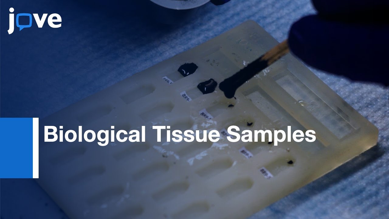 Serial Block-Face Scanning Electron Microscopy: Biological Tissue Samples l Protocol Preview