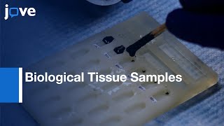 Serial Block-Face Scanning Electron Microscopy: Biological Tissue Samples l Protocol Preview