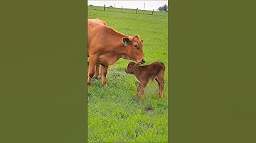 cute cow and her calf eating grass #cow #animals #cowvideos #cutecow #babycow #cowcalf #cows #shorts
