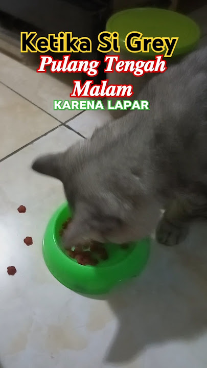 ʀᴇsɪᴋᴏ ᴘᴜɴʏᴀ ᴘᴇʟɪʜᴀʀᴀᴀɴ ᴋᴜᴄɪɴɢ #cat #catshorts #catlovers #kucing #videoshort #kucinglucu