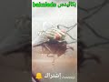 ذبابه كبيره اكبر دبانه شوفتها في حياتي