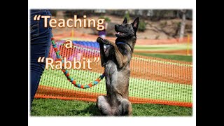 How to teach a dog to do "Rabbit" / "Sit pretty" | Dana Sarid Hamou