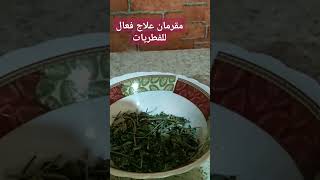 مقرمان علاج فعال للفطريات