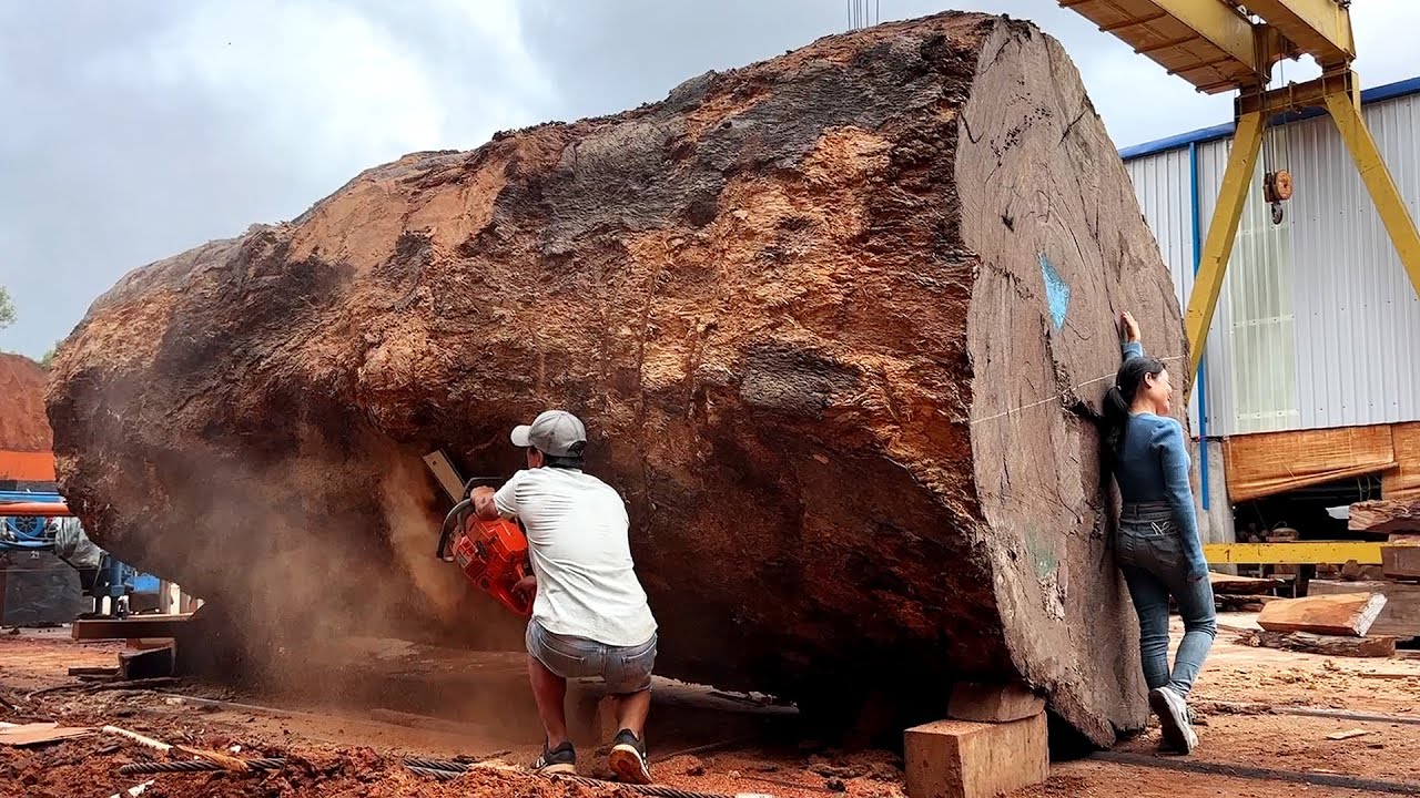 Project To Cut Down A 2000-Year-Old Red Pine Tree // Skills In Using A Giant Chainsaw