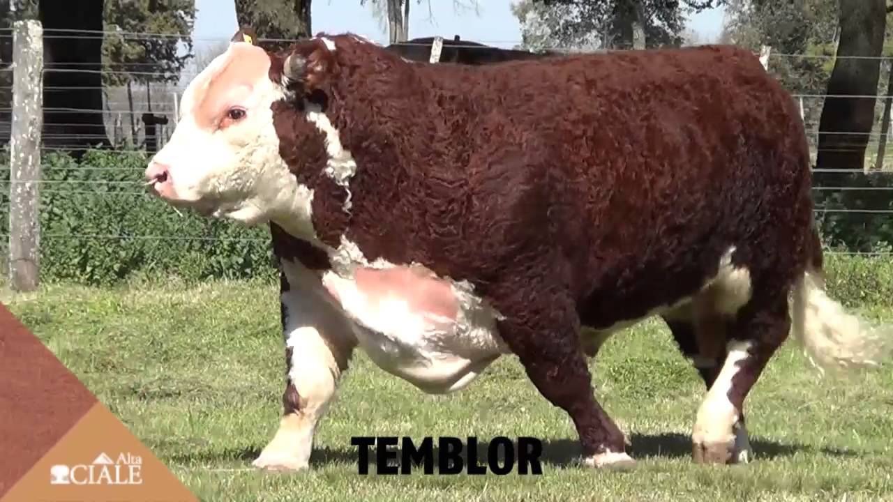 CIALE Alta Toro TEMBLOR, Polled Hereford