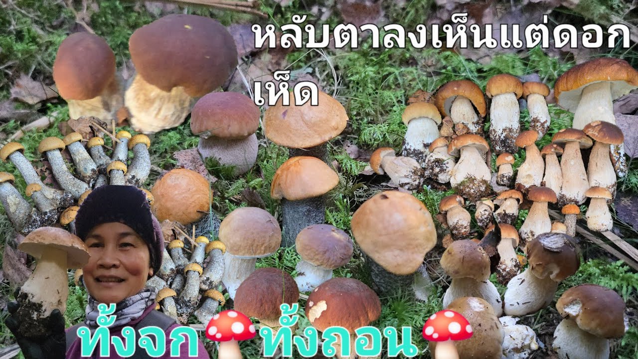 29/กย/68เห็ดผึ้ง🍄ยิ่งเก็บยิ่งเยอะ🍄‍🟫🍄‍🟫จะร้องไห้แล้วเอาออกไม่ไหว😭😭😭