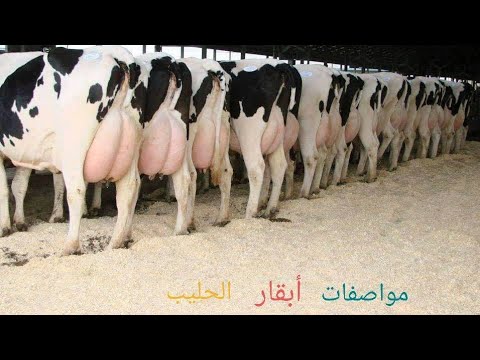 فيديو: ما هي كمية الفضلات التي تنتجها البقرة؟