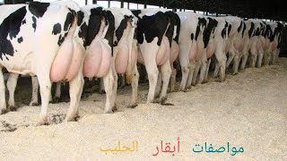 #ماهي مواصفات #أبقار الحليب و كيف يمكن أن تختار أبقار الحليب من خلال علامات تدل على ذلك