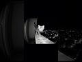 The Cat is so unexpected #song #cat